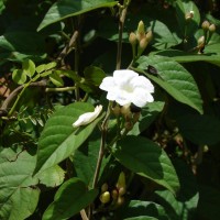 Camonea pilosa (Houtt.) A.R.Simões & Staples s.l.